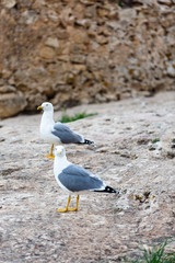 Seagull standing on the rocks against the sea