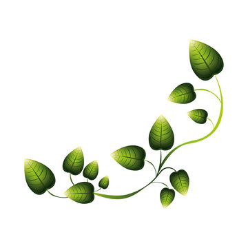 green creeper with multiple leaves vector illustration