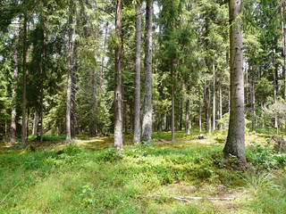 Nadelwald in den Masuren in Polen