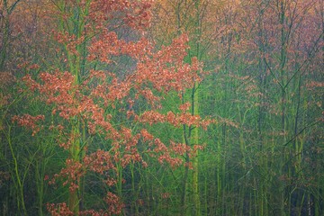 Close up of tree tops of larch and oak forest