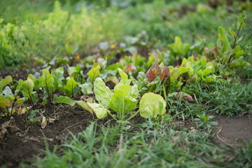 Young beetroot plants on a farm