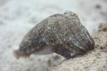 underwater world - cuttlefish