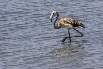 Baby flamingo