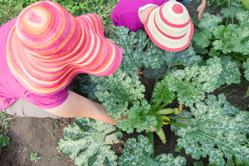 Mom and a child picking up zucchini from a plant