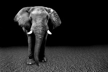 Fototapeta na wymiar Wild Images of of African Elephants in Africa