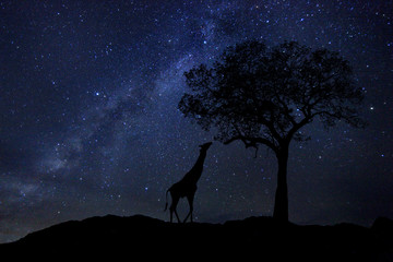 Obraz premium Star Trails Milk Way w RPA Night Sky