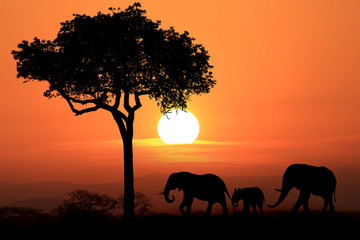 Obraz na płótnie Canvas Beautiful Silhouette of African Elephants at Sunset
