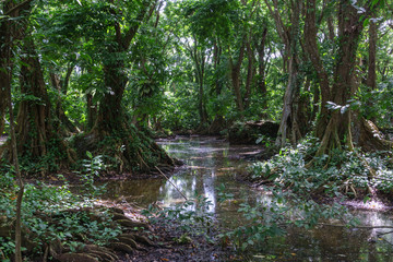 Obraz premium rainforest jungle with big trees from Nicaragua
