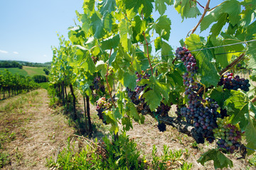 wineyard with red grapes