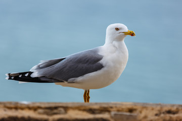 Fototapeta na wymiar Seagull standing on the rocks against the sea