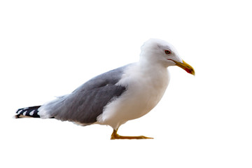 Naklejka premium Seagull stands isolated image
