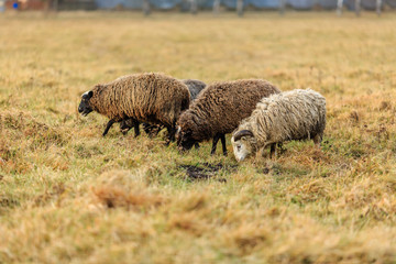 овцы пасутся на лугу осенью