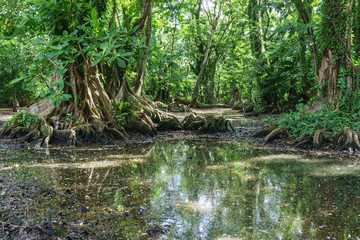 Fototapeta na wymiar rainforest jungle with big trees from Nicaragua