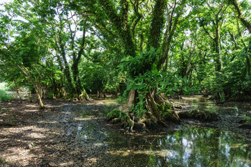 rainforest with big trees from tropical place