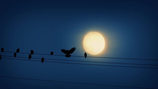 Bird Lands On Wire In Front Of Moon