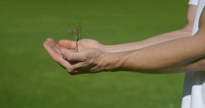 Tree Growing On Hands