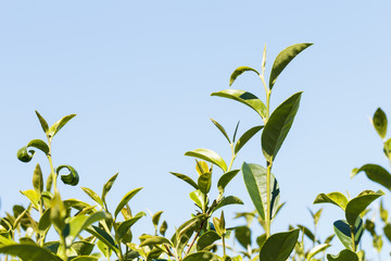 Green tea plant