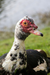 Muscovy duck Cairina moschata