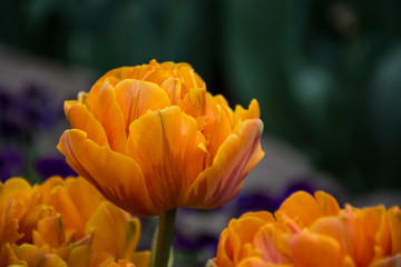 Orange tulip, Botanical Gardens of Balchik, Bulgaria