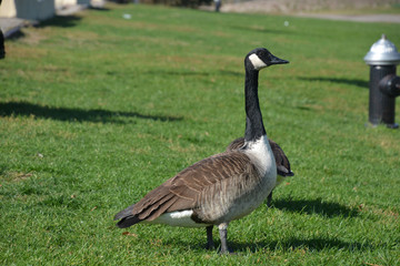 Wild Gooses