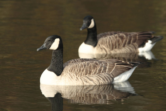 Bernaches du Canada - oiseaux migrateurs