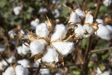 Ball of cotton on plants