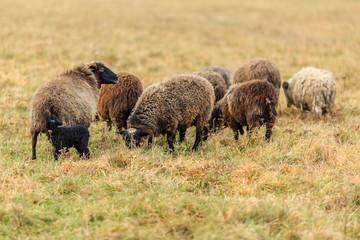 Стадо домашних овец на выпасе