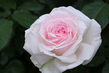 バラ　マイガーデン