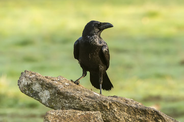 raven, corvus corax