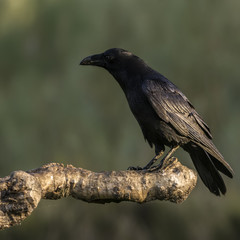 Raven Corvus corax
