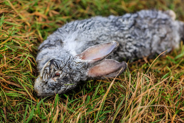 Мёртвый заяц на лугу © vasilaleksandrov