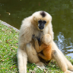 Gibbon mother Suckling the Baby
