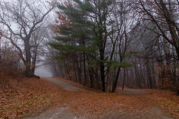 Obraz premium The Road Less Taken