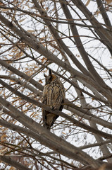 long-eared owl (Asio otus)
