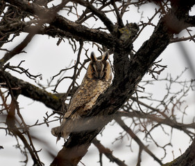 long-eared owl (Asio otus)