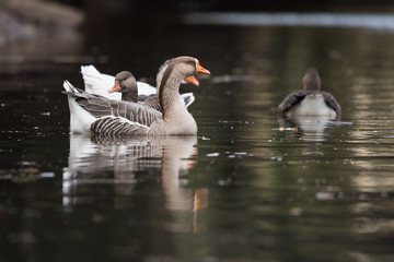 Domestic Goose, Cross Goose, Swan Goose and Greylag Goose hybrid