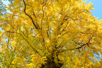 秋のイチョウと青空