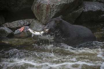 Naklejka premium Black Bear Catching Salmon by the Tail
