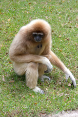 Obraz premium Gibbons on green the grass