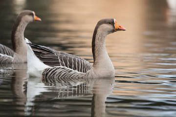 Domestic Goose, Cross Goose, Swan Goose and Greylag Goose hybrid