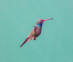 Broad Billed Hummingbird. Using different backgrounds the bird becomes more interesting and blends with the colors. These birds are native to Mexico and brighten up most gardens where flowers bloom.
