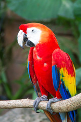 Colorful  macaws in the forest