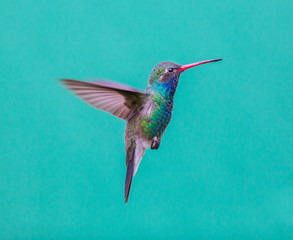 Broad Billed Hummingbird. Using different backgrounds the bird becomes more interesting and blends with the colors. These birds are native to Mexico and brighten up most gardens where flowers bloom.