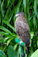  hawk sitting on a stick