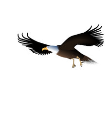 Flying Eagle Isolated on White Background