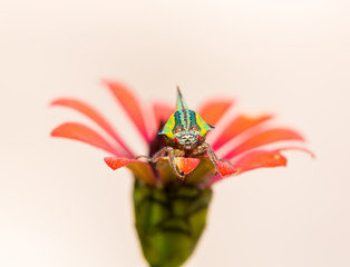 The thorn bug Umbonia crassicornis is a sucking bug that is an occasional pest of ornamentals and...