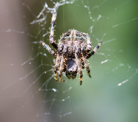 Cactus spider from Mexico is covered in spines that imitate the spines of the cactus plant.