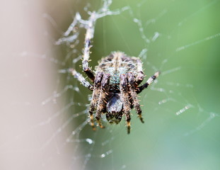 Cactus spider from Mexico is covered in spines that imitate the spines of the cactus plant.