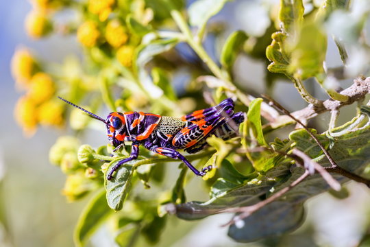 he bicolor grasshopper, also known as the rainbow grasshopper, painted grasshopper, or the barber pole grasshopper, is a species of grasshopper. It is native to North America and northern Mexico.