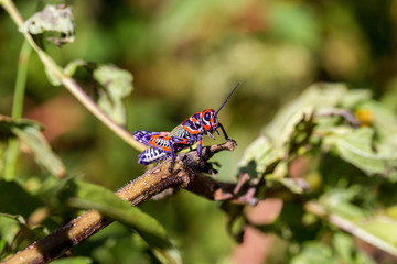 he bicolor grasshopper, also known as the rainbow grasshopper, painted grasshopper, or the barber pole grasshopper, is a species of grasshopper. It is native to North America and northern Mexico.